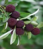 [  ] 冷庫(kù)冷鏈拯救“短命”楊梅